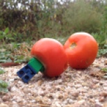 Oops! Craig slips and falls head first into a rotten tomato!